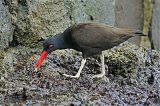 Blackish Oystercatcher